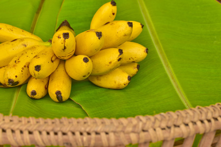 Yellow lady finger bananas put on green banana leaf, kluay-khai, Musaceae, Pisang Masの写真素材