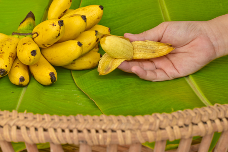 Woman hand with yellow lady finger bananas put on green banana leaf, kluay-khai, Musaceae, Pisang Masの写真素材