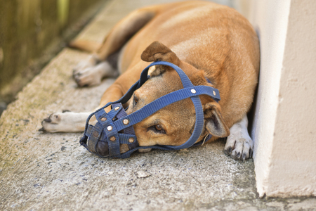 Dog with an old blue muzzle is lying on concrete floor at homeの写真素材