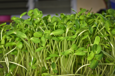 Green sunflower sprout growing from seed at homeの写真素材