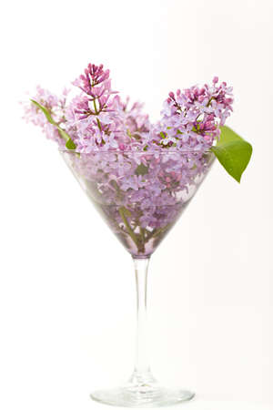 Purple Lilac in a Martini glassの写真素材