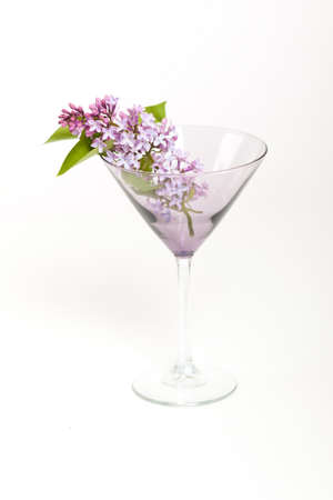Purple Lilac in a Martini glassの写真素材