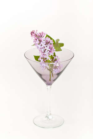 Purple Lilac in a Martini glassの写真素材