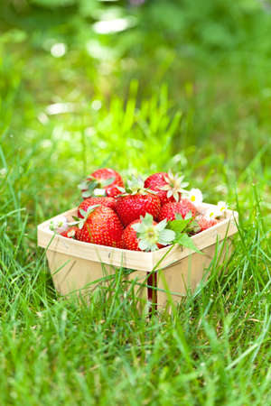 Strawberries in the basketの写真素材
