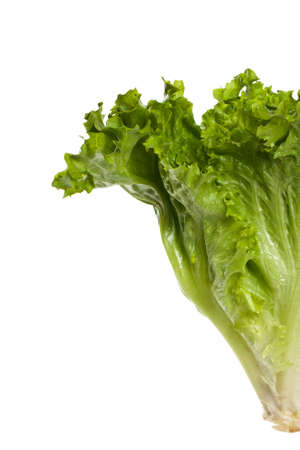 Fresh Green Lettuce Salad Background. Macro. Selective focus.の写真素材