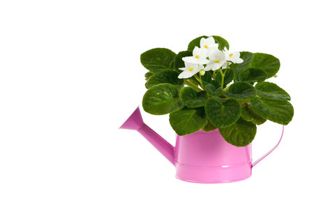 White African Violets in the Watering Can Isolated over white background. Selective focus.の写真素材
