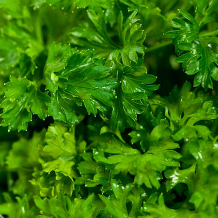 Curly or Curled Parsley. Selective focus.の写真素材