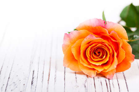 Roses on Wooden background. Selective focus.の写真素材
