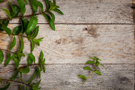 Fresh Mint on Old Wooden texture. Selective focus.の写真素材