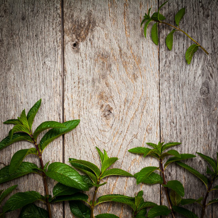 Fresh Mint on Old Wooden texture. Selective focus.