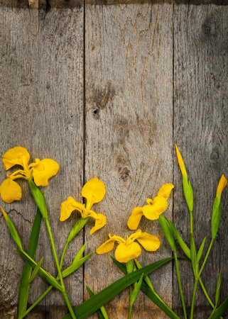 Yellow Achillea or Yarrow on Old Wood Background. Selective focus.