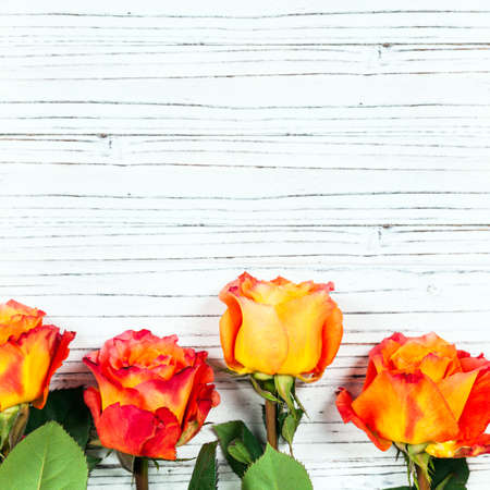 Roses on Wooden background. Selective focus.の写真素材