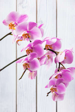 Orchid Flowers on White Wooden Background. Selective focus.の写真素材