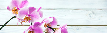 Orchid Flowers on White Wooden Background. Selective focus.