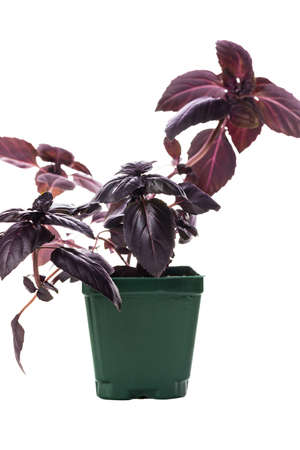 Purple Basil Isolated on White. Selective focus.の写真素材