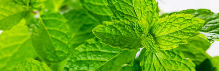 Mint Growing Herbs Plants Isolated on white background. Selective focus.の写真素材