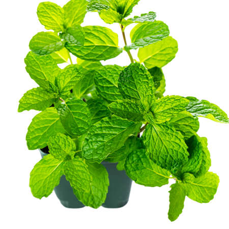 Mint Growing Herbs Plants Isolated on white background. Selective focus.の写真素材
