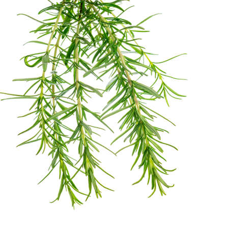 Rosemary or Rosmarinus Herbs Plants Isolated on white background. Selective focus.の写真素材