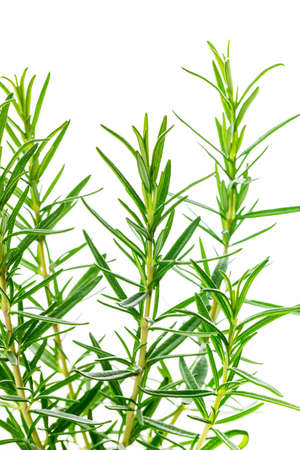 Rosemary or Rosmarinus Herbs Plants Isolated on white background. Selective focus.の写真素材