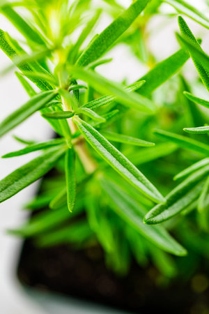 Rosemary or Rosmarinus Herbs Plants Macro. Selective and soft focus.