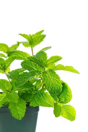 Mint Growing Herbs Plants Isolated on white background. Selective focus.の写真素材