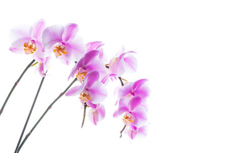 Orchid Flowers Isolated on White Background with Copy Space. Selective focus.の写真素材