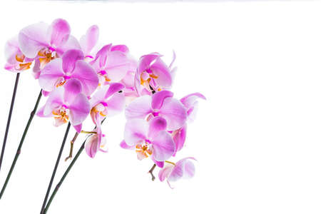 Orchid Flowers Isolated on White Background with Copy Space. Selective focus.の写真素材