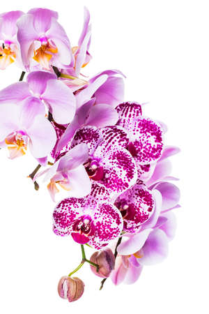 Orchid Flowers Isolated on White Background with Copy Space. Selective focus.の写真素材
