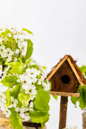 Beautiful Spring Apple Blossoms on white background. Spring Design Concept with copy space. Selective focus.の写真素材