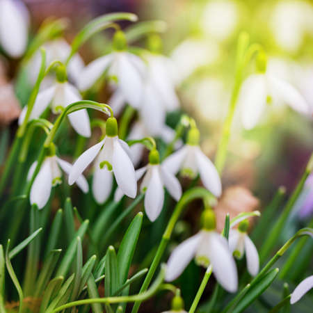 Spring Snowdrop Galanthus Flowers in the Forest. Shallow Depth of Field. Selective focus.の写真素材