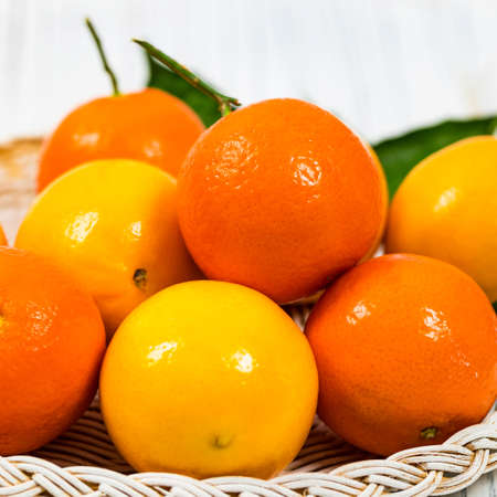 Mandarin and Lemon Oranges. Meyer lemon Hybrid Citrus Fruit Native to China. Selective focus.の写真素材