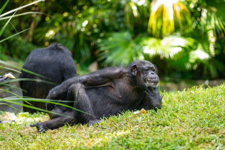 Chimpanzee Monkey is lying and relaxing in the Zoo. Selective focus.の写真素材