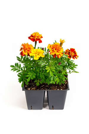 Pots of Mix Marigold Flowers for Sale at Market on White Background. Selective focus.の写真素材