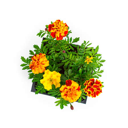 Pots of Mix Marigold Flowers for Sale at Market on White Background. Selective focus.の写真素材