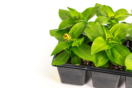 Zinnia Seedling Spring Flowers in Pots Ready for Planting for Spring Landscaping Planting on White Background. Selective focus.の写真素材