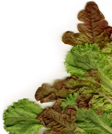 Fresh Salad Leavesの写真素材