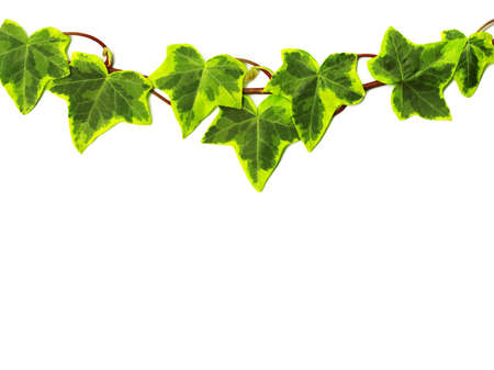 Green ivy isolated on white backgroundの写真素材