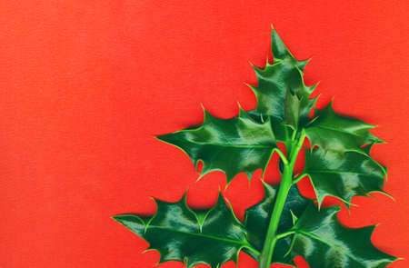 Christmas holly  isolated on redの写真素材