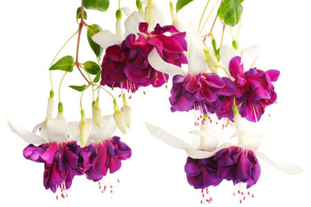 fuchsia on the white, isolatedの写真素材