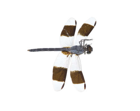 the dragonfly with parasites perishes, the overturnedの写真素材