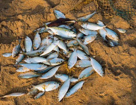 fish  on a beach, catch of the fishermanの写真素材