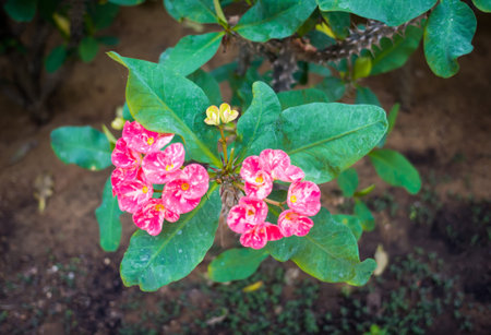 red flower on green leaves, an euphorbia. 