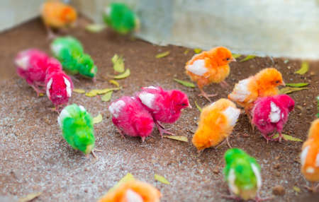 chicken multi-colored, Baby chickの写真素材