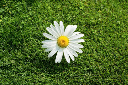 camomiles with drops on a green meadowの写真素材