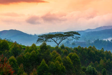 beautiful landscape with a trees and mountains in a pre-dawn hazeの写真素材