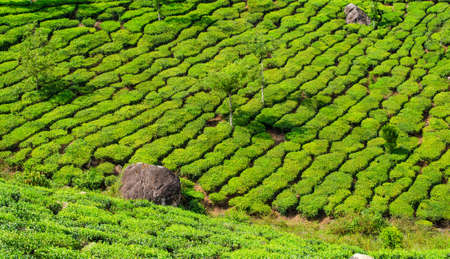 Tea plantations, Kerala, Indiaの写真素材