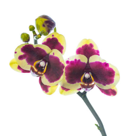 Blooming purple with yellow orchid isolated, white backgroundの写真素材