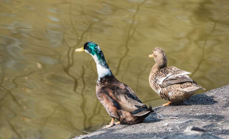 ducks stand ashoreの写真素材