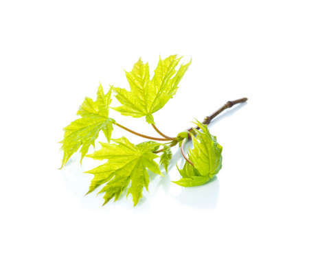 the green leafs of a maple on white, isolatedの写真素材