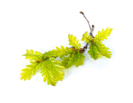 young branchs of a oak on white, isolatedの写真素材